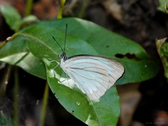 Pareronia