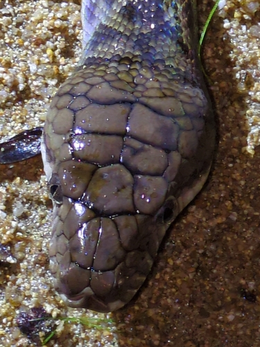 Australian Scrub Python sighting