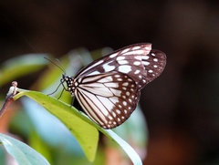 Ideopsis juventa