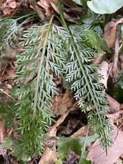 Asplenium prolongatum, photograph author not stated, no rights reserved