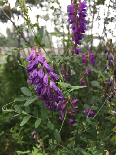 lovely vetch