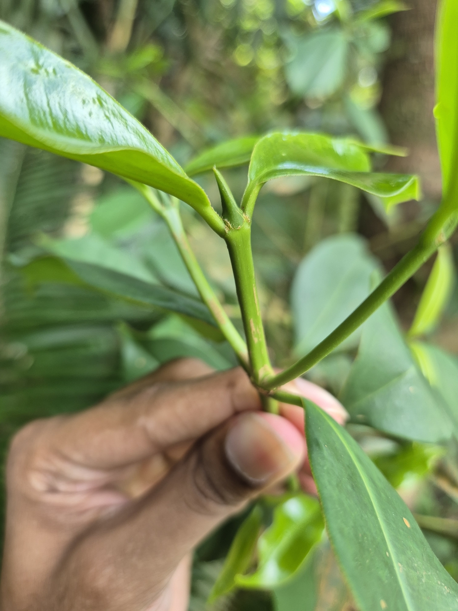 Imagem de Batata-de-purga