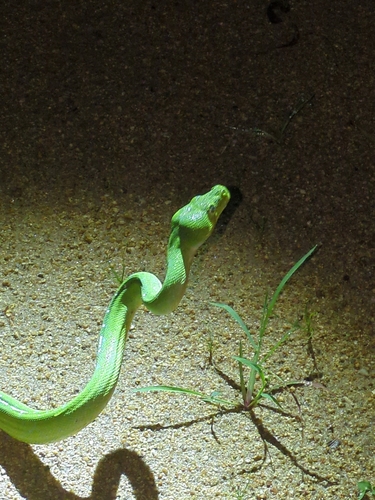 Southern Green Python sighting