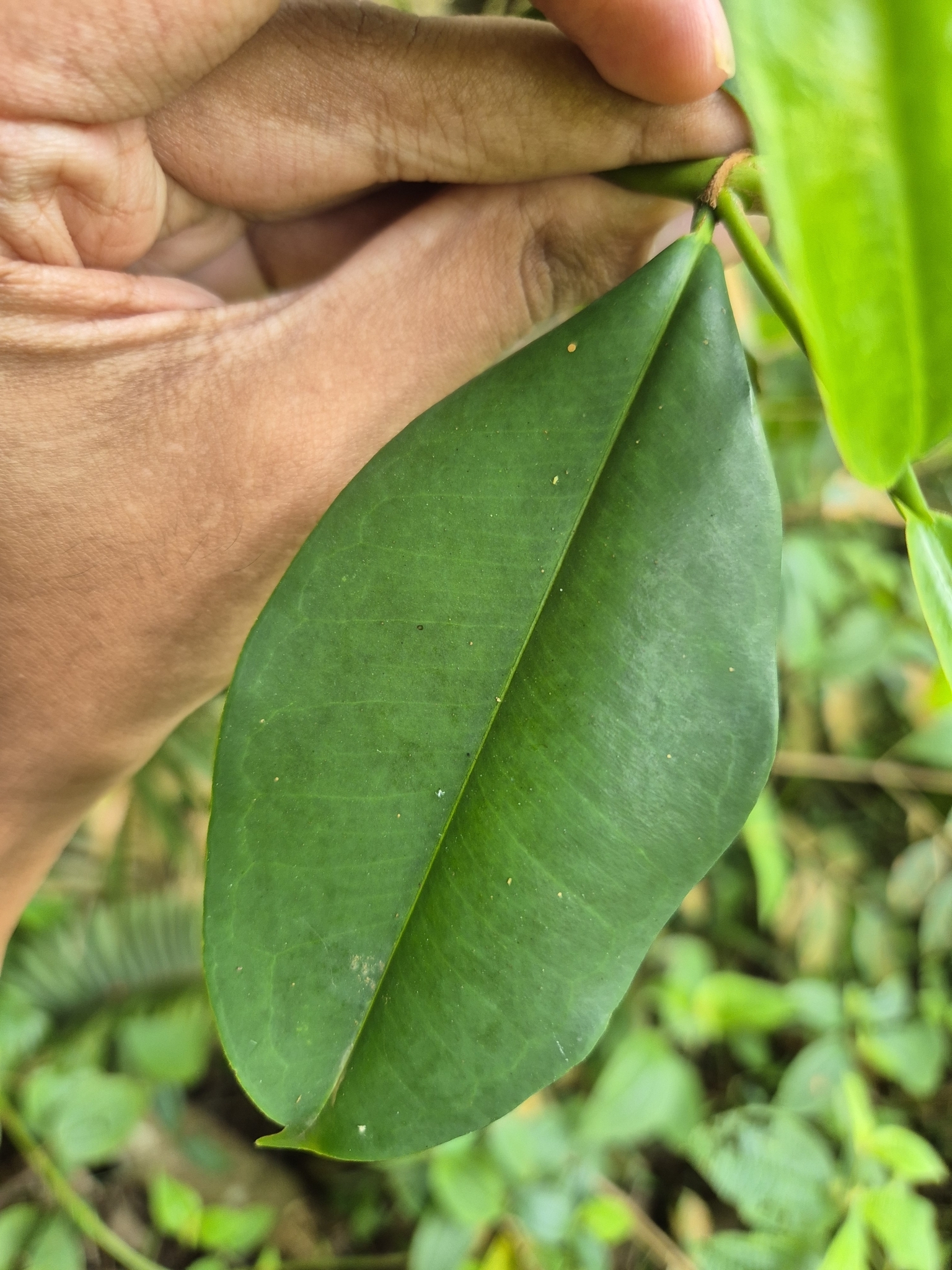 Imagem de Batata-de-purga