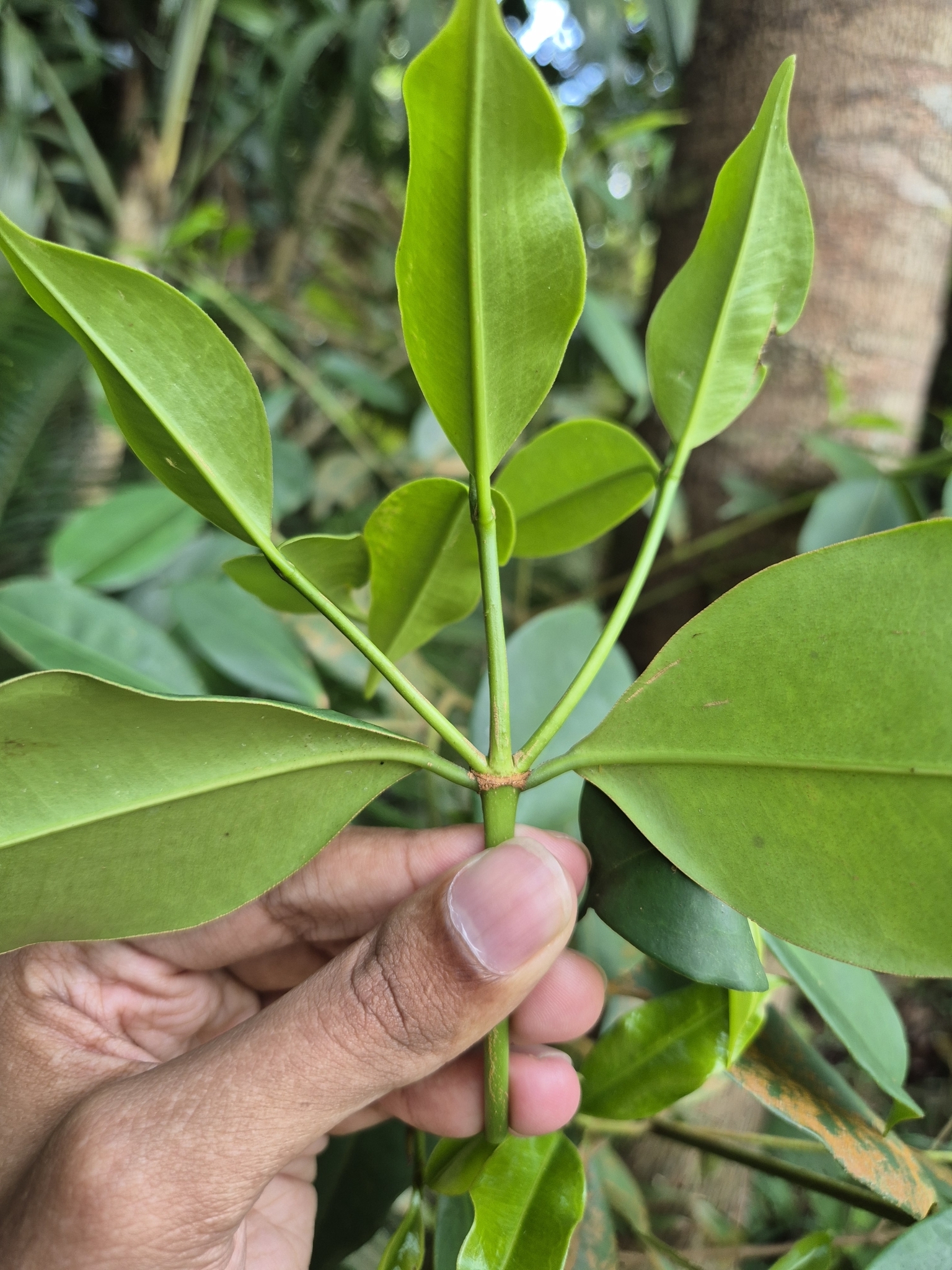 Imagem de Batata-de-purga