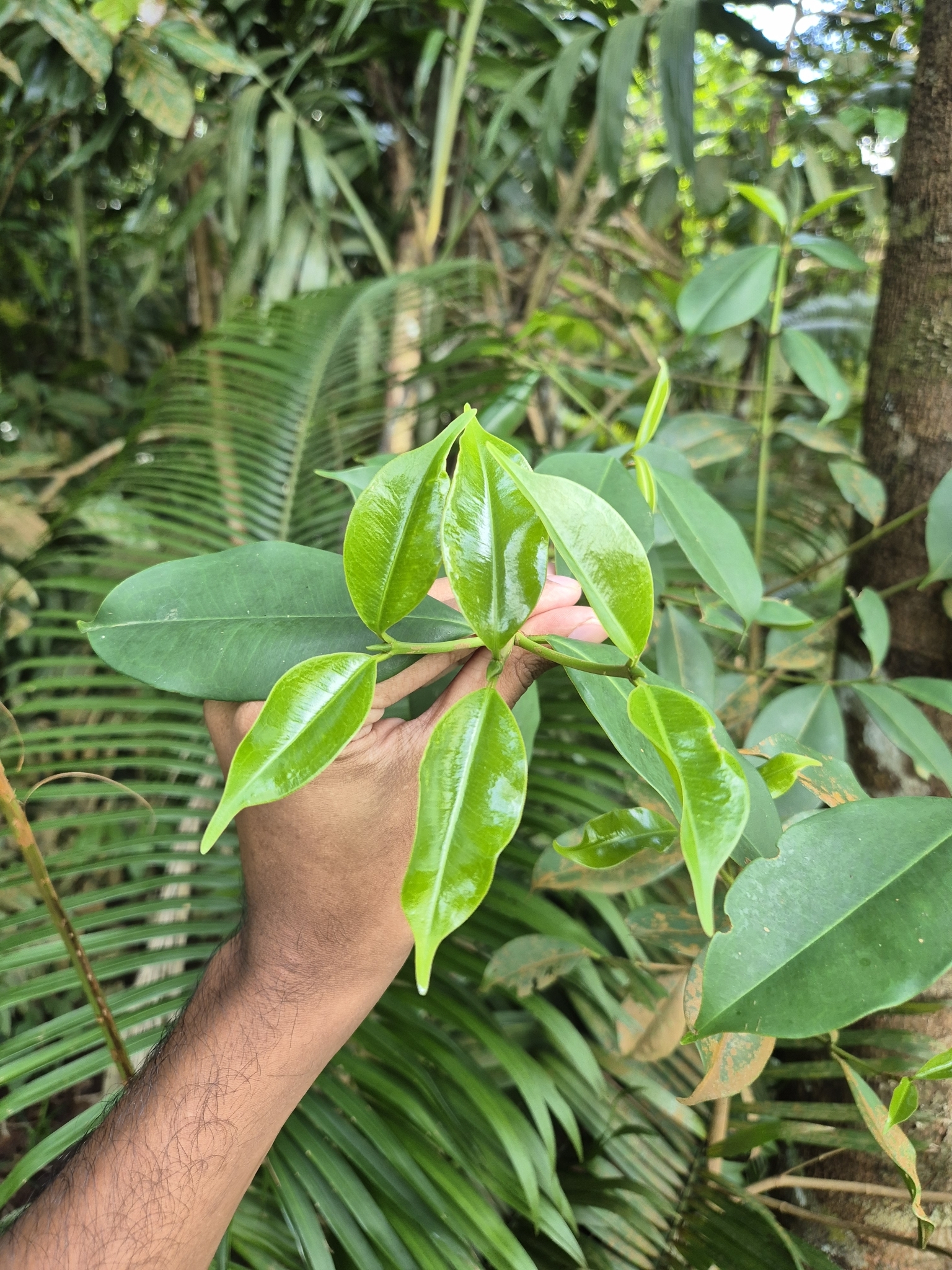 Imagem de Batata-de-purga