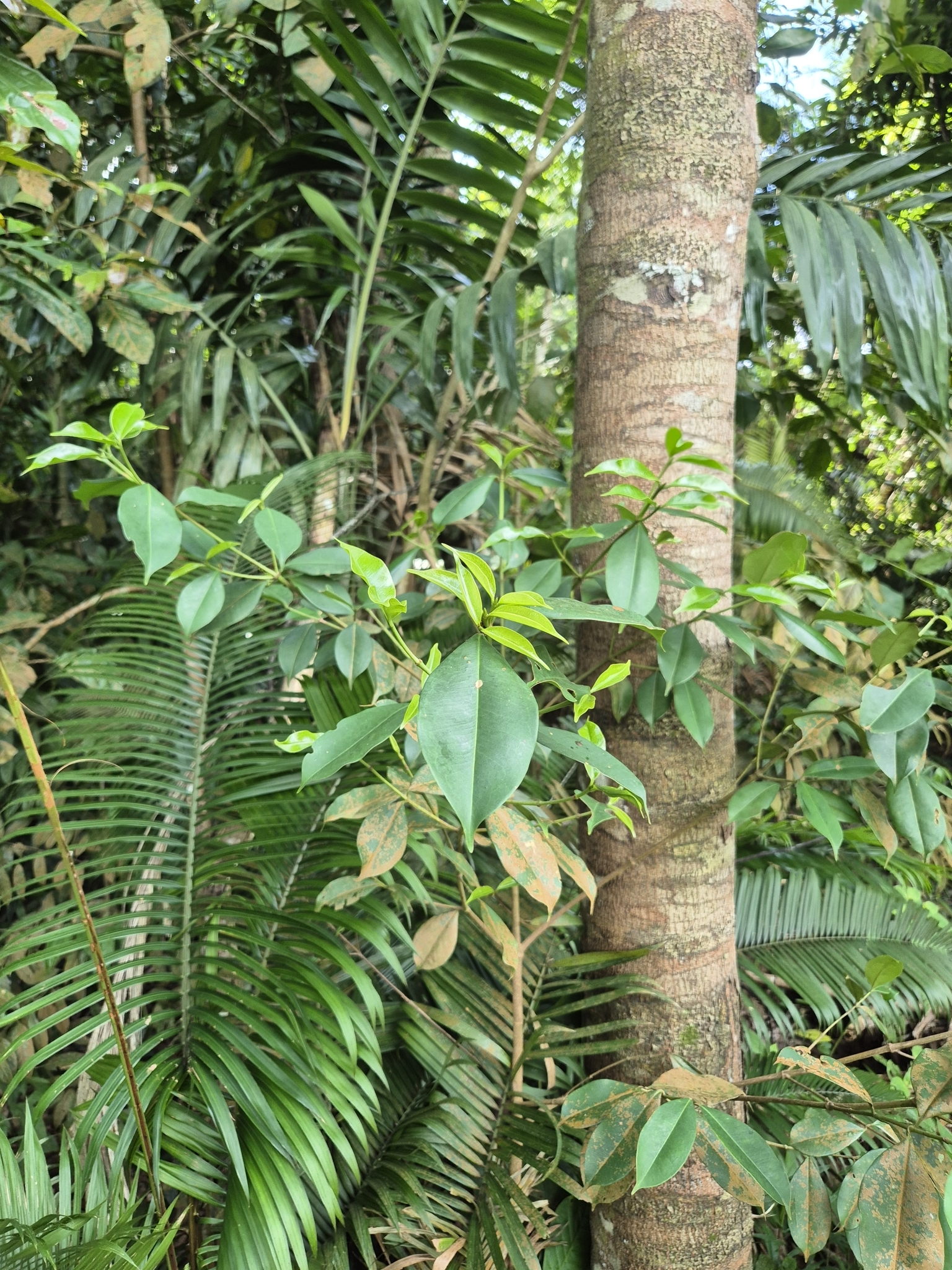 Imagem de Batata-de-purga