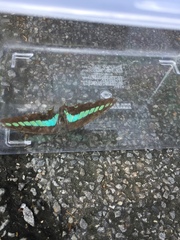 Graphium sarpedon nipponum