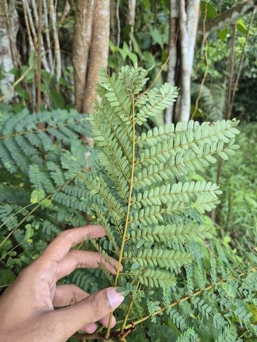 Foto de Sibipiruna