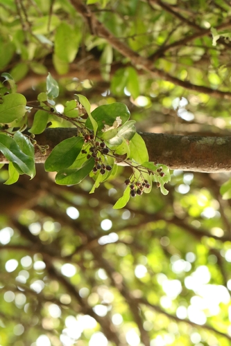 Image of Scolopia Chinensis (Scolopia chinensis) by no rights reserved