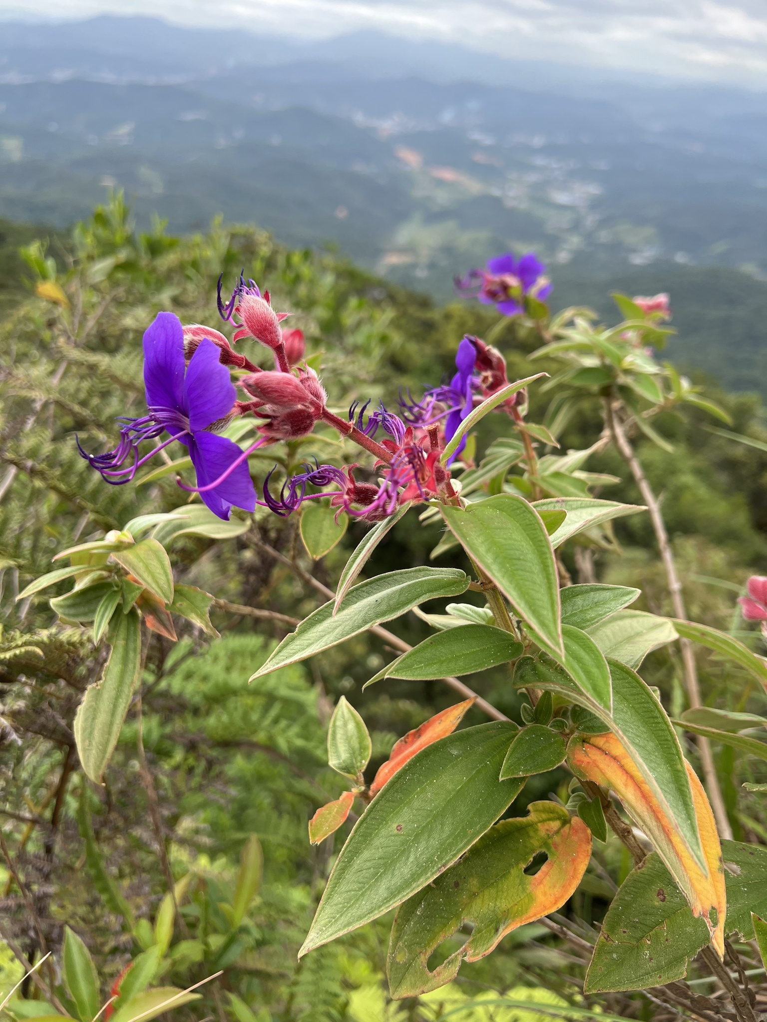Imagem de Manacá-da-serra