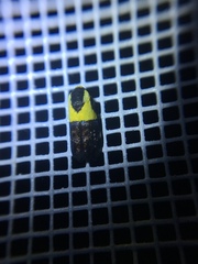 Rectiostoma xanthobasis