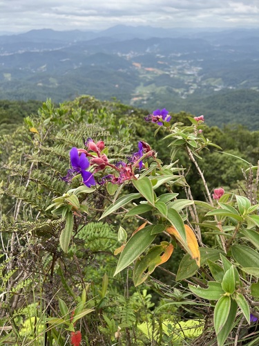 Foto de Manacá-da-serra