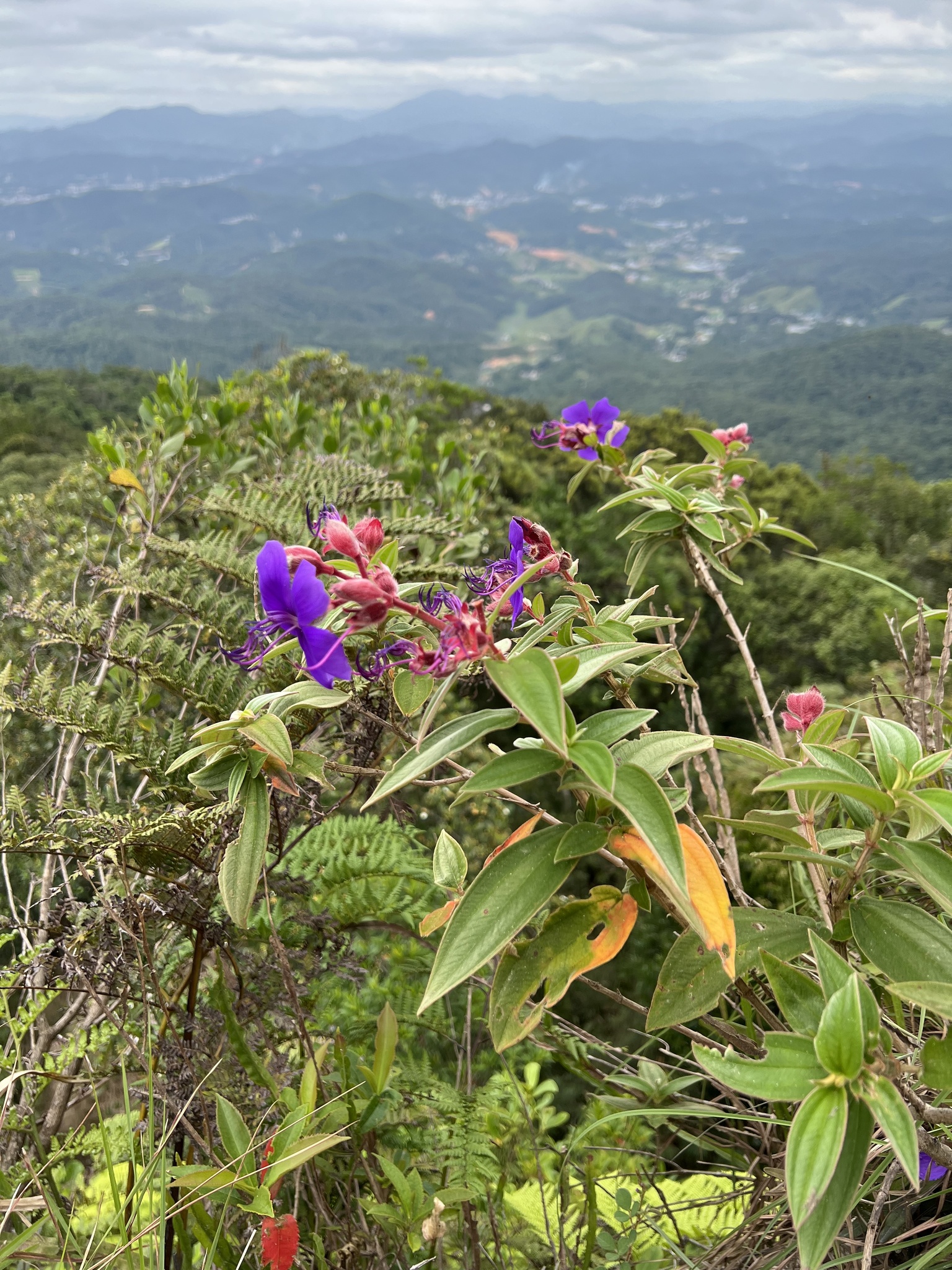 Imagem de Manacá-da-serra