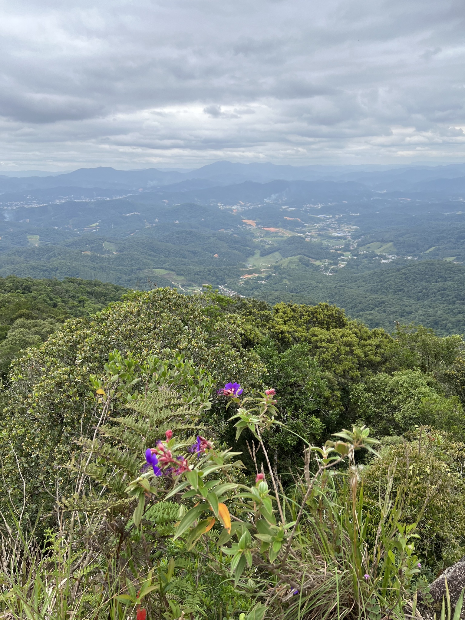 Imagem de Manacá-da-serra