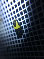 Rectiostoma xanthobasis