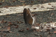 Papilio dravidarum