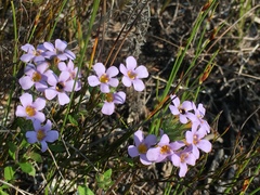 Chaenostoma campanulatum