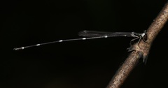 Protosticta gravelyi