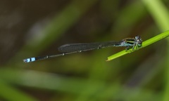 Pseudagrion indicum