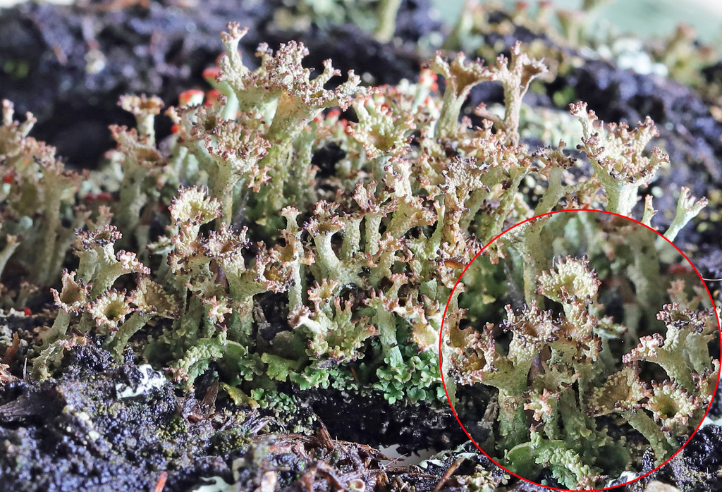 Organ-pipe Lichen