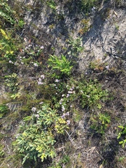 Chaenostoma campanulatum