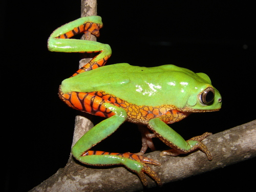 Pithecopus oreades