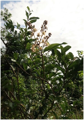 Foto de Madagascar