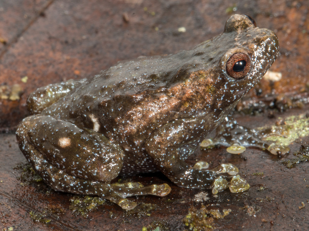 Oreophryne roedeli (Oreophryne roedeli)