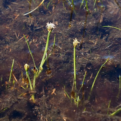 Image of Isolepis crassiuscula by no rights reserved
