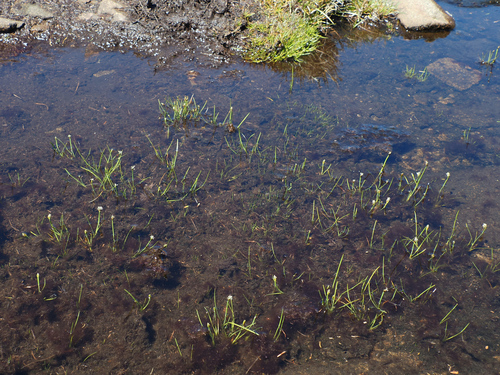Image of Isolepis crassiuscula by no rights reserved