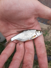 Blicca bjoerkna