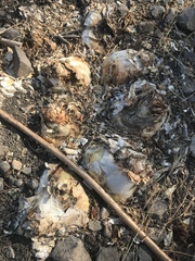 Drimia numidica