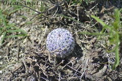 Mammillaria haageana elegans