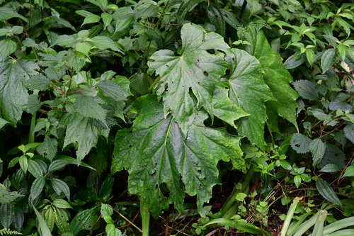 Begonia ciliobracteata