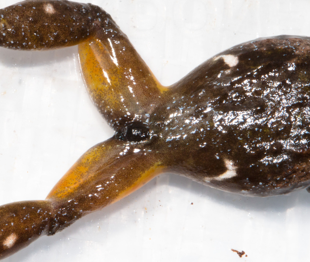 Oreophryne roedeli (Oreophryne roedeli)