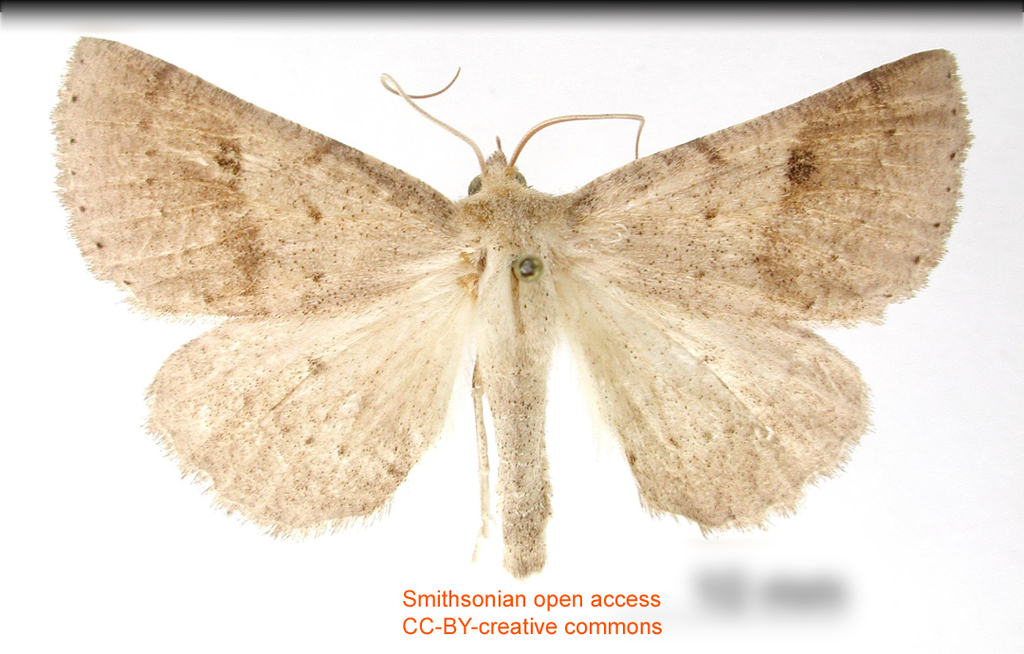 Mallomus clarkei
