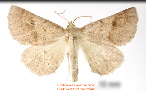 Mallomus clarkei