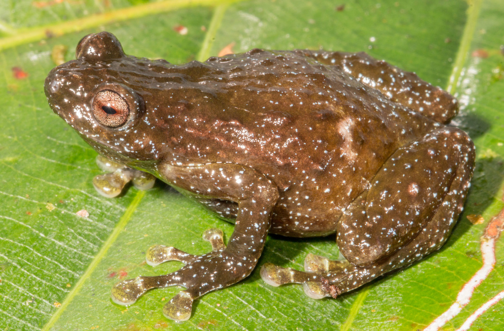 Cross Frogs
