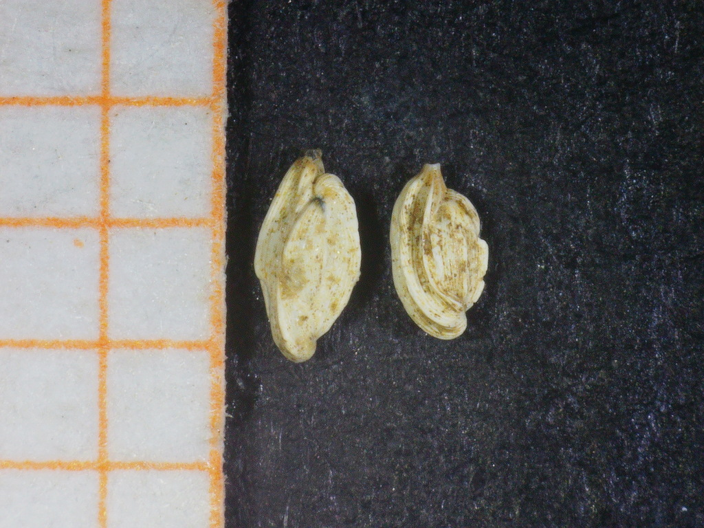 Adelosina mediterranensis