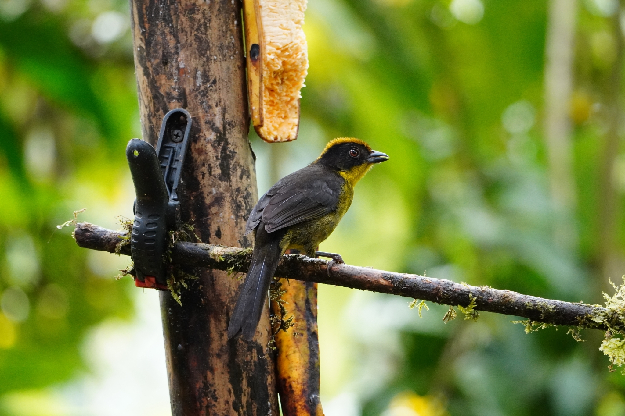 Choco Brushfinch (Atlapetes crassus), photo 10