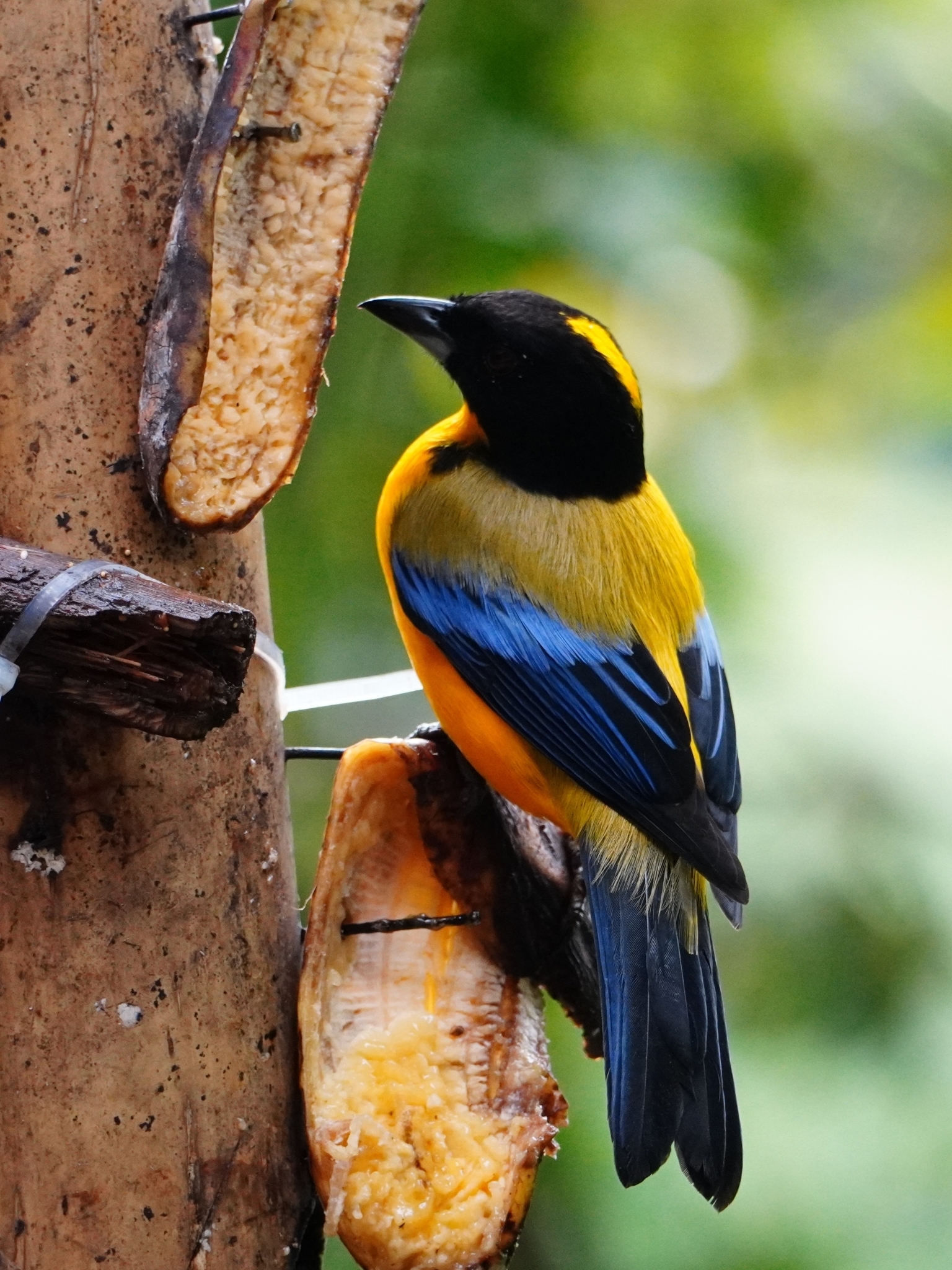 Black-chinned Mountain Tanager (Anisognathus notabilis), photo 2