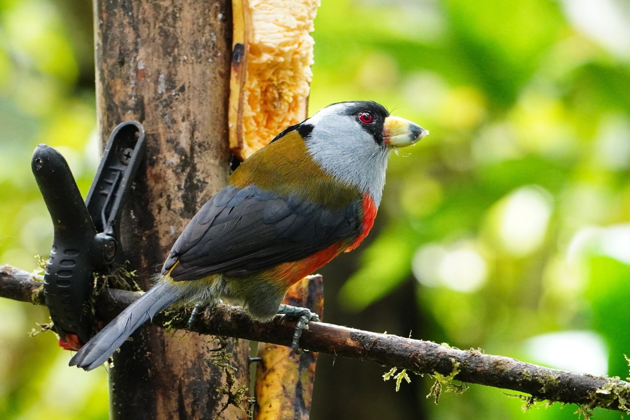 Toucan Barbet (Semnornis ramphastinus), photo 6