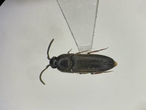 Hylis olexai