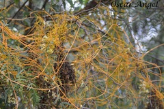 Cuscuta tinctoria