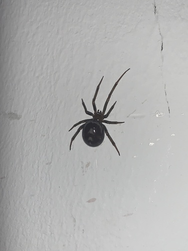False Black Widow, Anna Paulownastraat, Groningen, Groningen, NL, photo 9 of 10