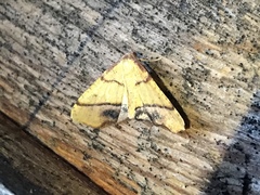 Plagodis phlogosaria