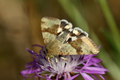 Liucerninis Saulinukas nuotrauka
