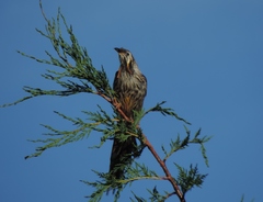 Anthochaera paradoxa