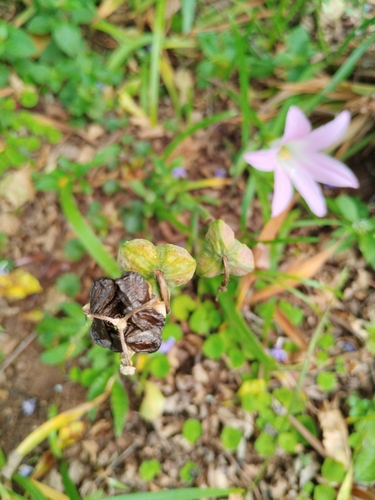 Foto de Lírio-do-brejo